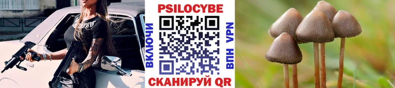 закладка  Закаменск  Псилоцибиновые грибы Psilocybine cubensis 